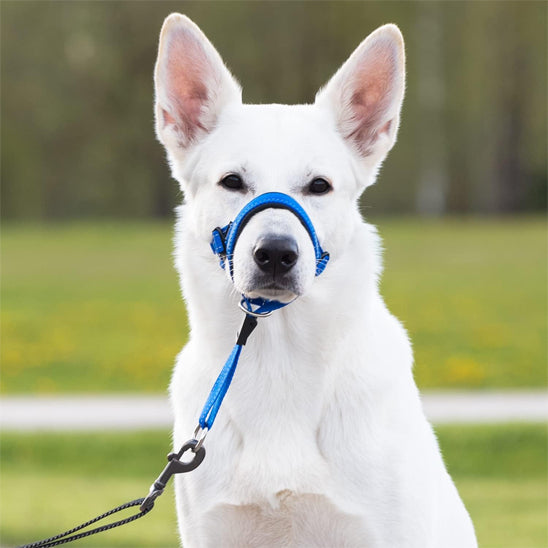 museliere chien confortsafe