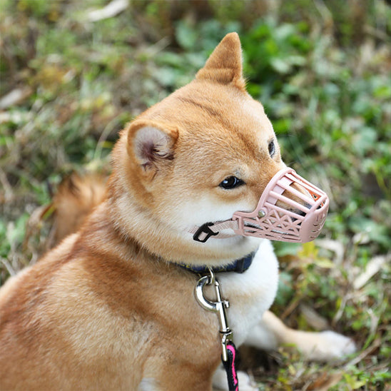 museliere chien confortsecurite assis