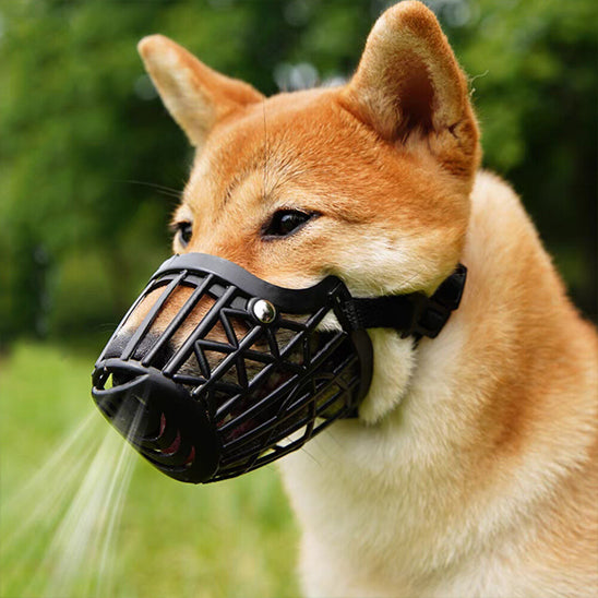 museliere chien confortsecurite parc