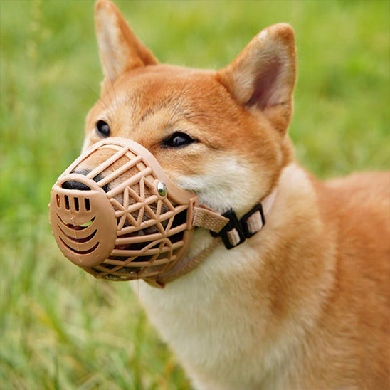 museliere chien confortsecurite pelouse