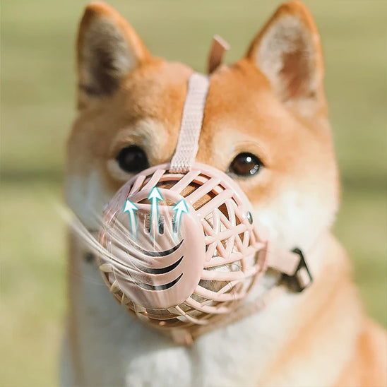 museliere chien confortsecurite regard