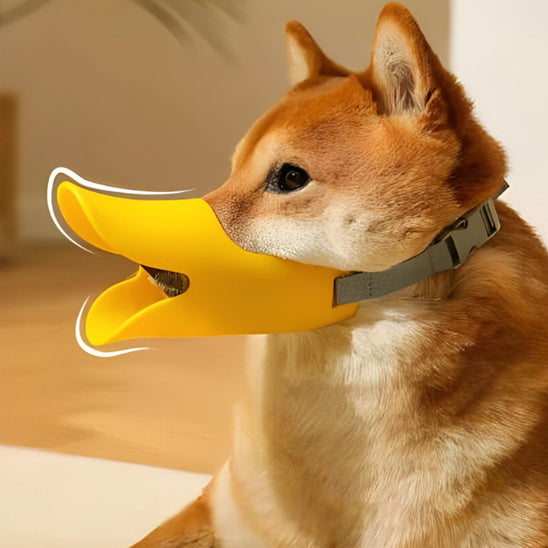 museliere chien secure confort assis