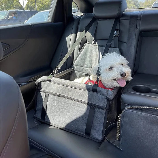 siege auto pour chien content