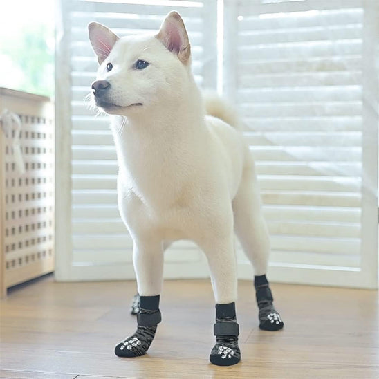 chaussette pour chien pattesprotect debout