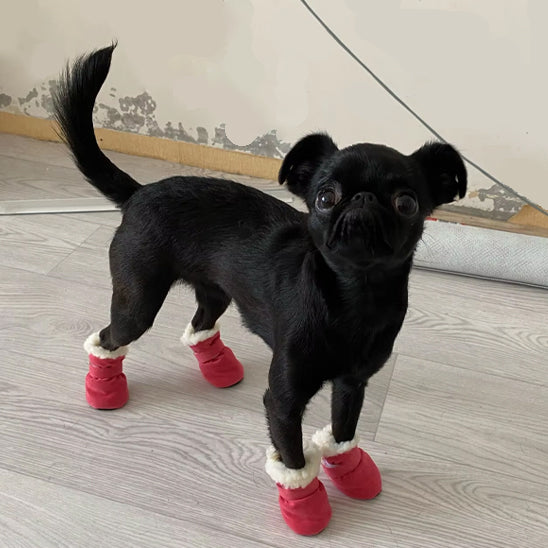chaussure chien impermeable cour