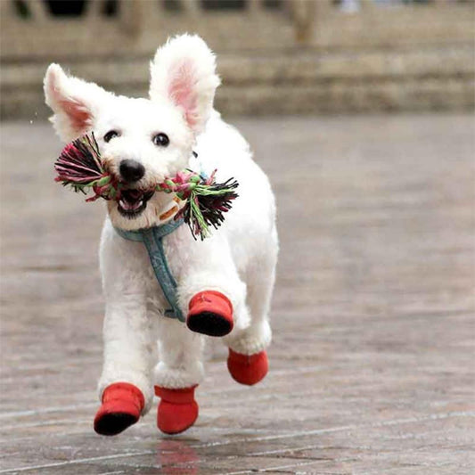 chaussure chien impermeable courir
