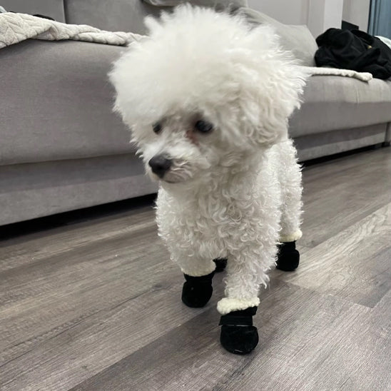 chaussure chien impermeable marche