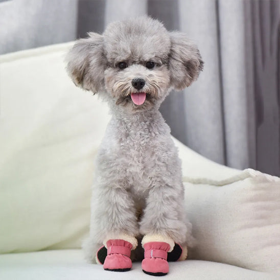 chaussure chien impermeable salon