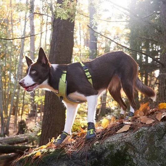 chaussure chien impermeables pawprotect foret