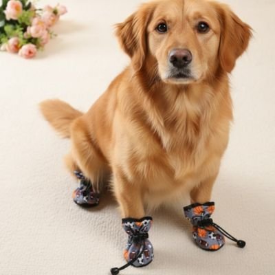 Chaussures pour Chien assis