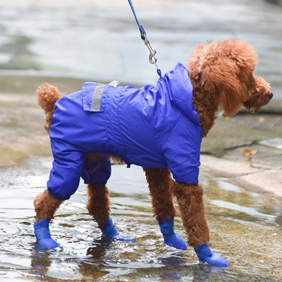 chaussures pour chien mouille