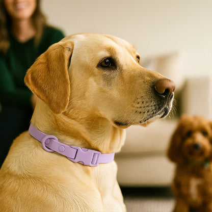 collier chien coloreajustable