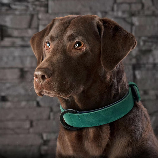 collier chien cuir regard