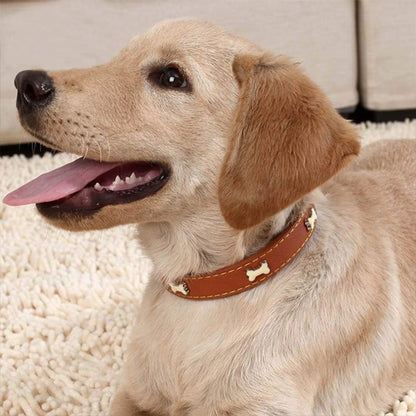 collier chien elegancecuir