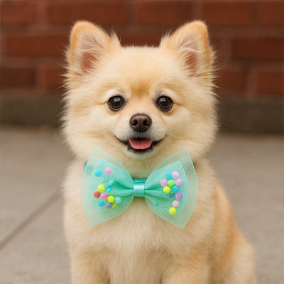 collier chien elegancefestive content