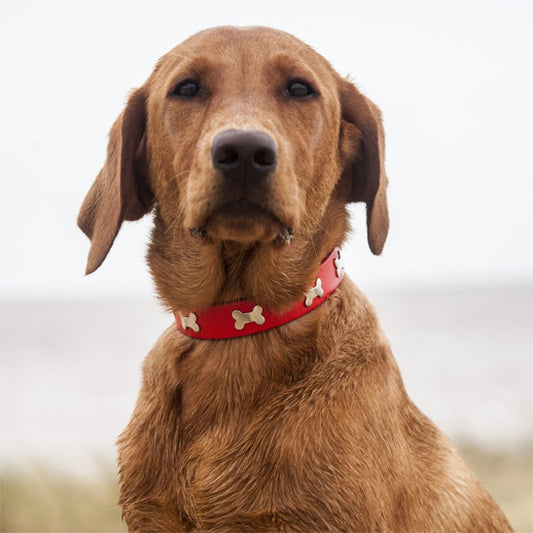 collier chien elgancecuir debout