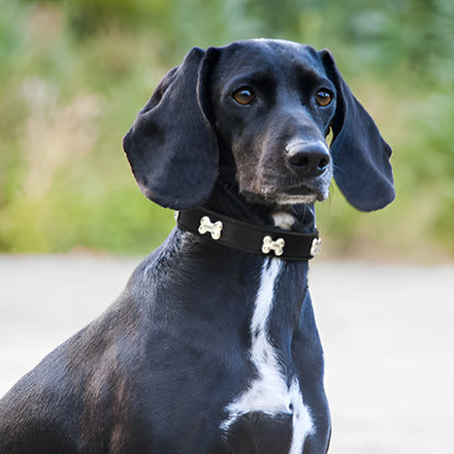 collier chien elgancecuir parc