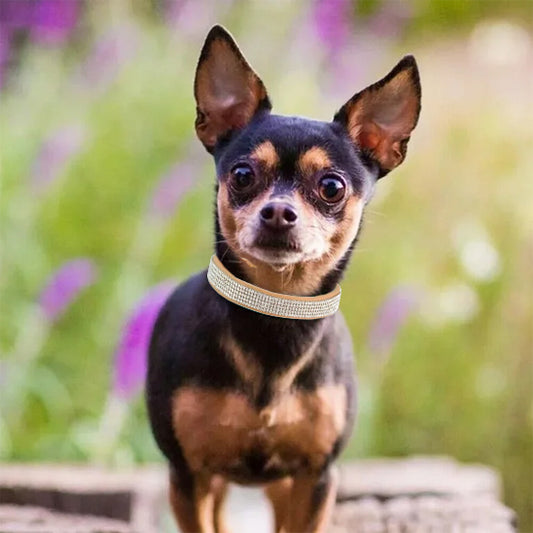 collier chien elgancestrass jardin