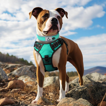 collier chien robuste montagne