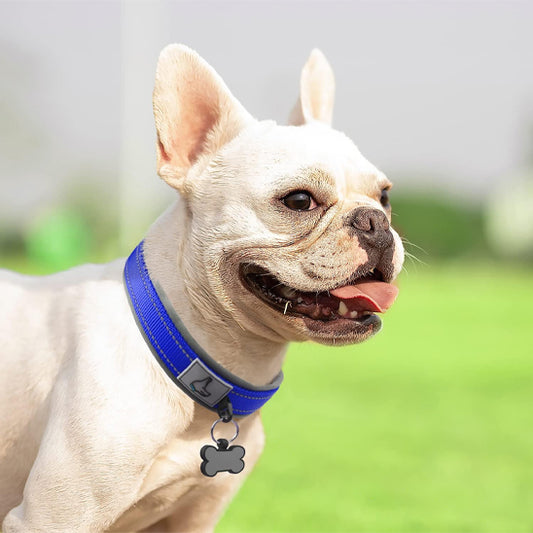 collier chien robuste