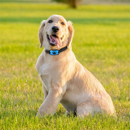 collier de dressage pour chien parc