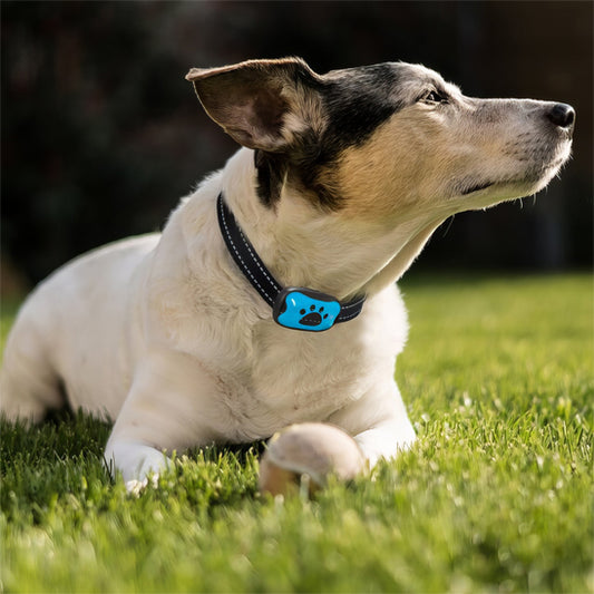collier de dressage pour chien pelouse dormir