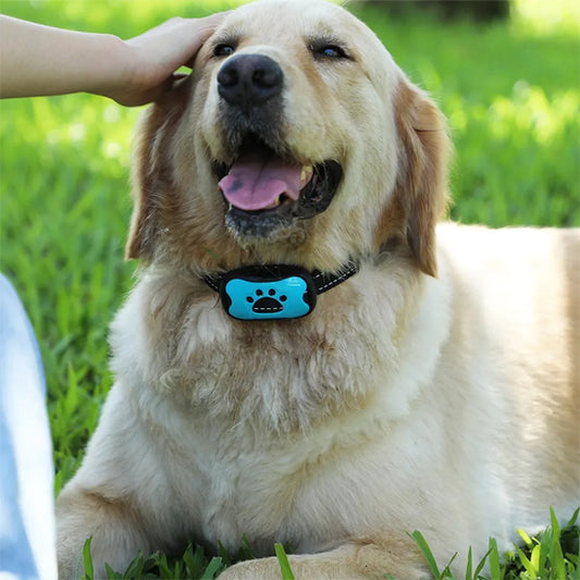 collier de dressage pour chien pelouse