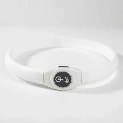collier lumineux chien safenight blanc
