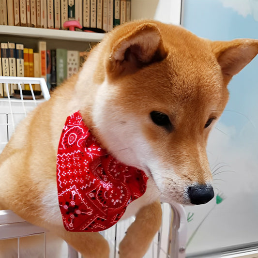 collier pour chien bandana