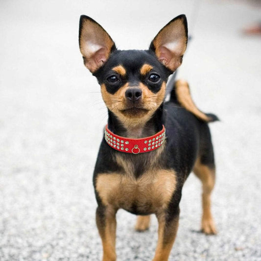 collier pour chien chrystalelegance