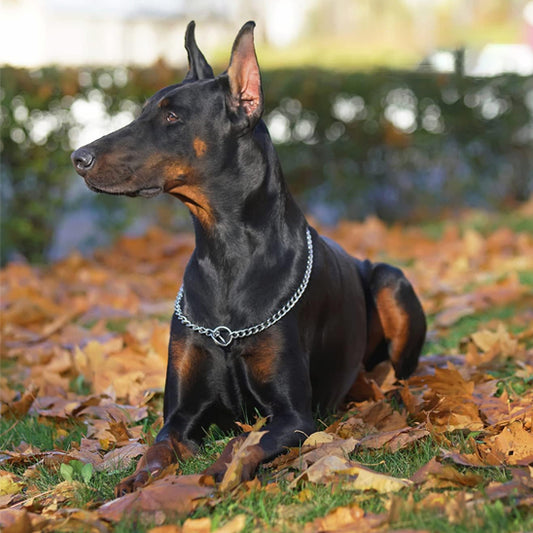 collier pour chien metallic assis