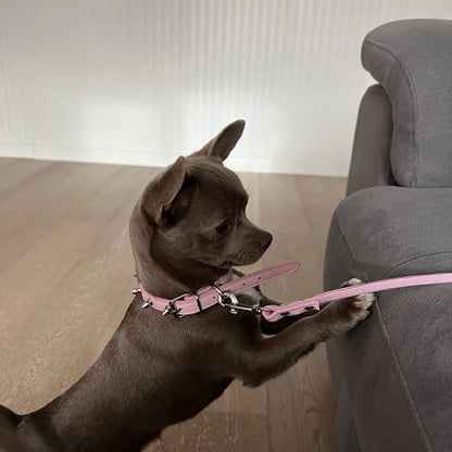 collier pour chien rockstyle grife