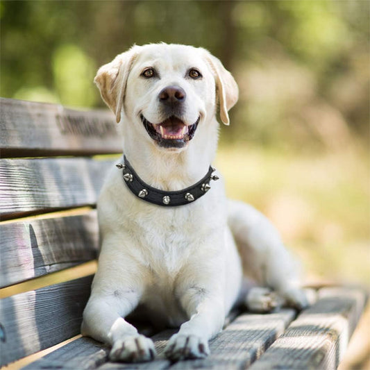 collier pour chien rockstyle parc