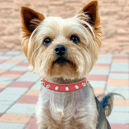 collier pour chien rockstyle