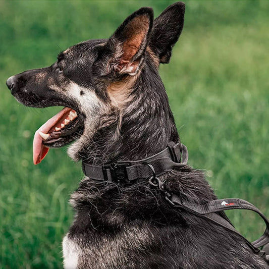 collier pour chien tacticalpro entrenement garde
