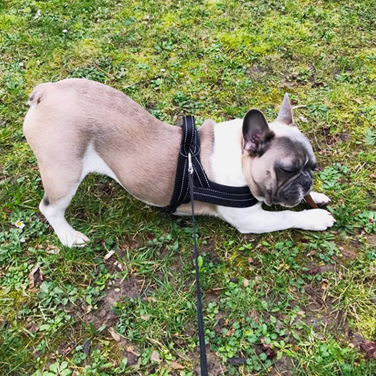 harnais anti traction pour chien terrasse coucher