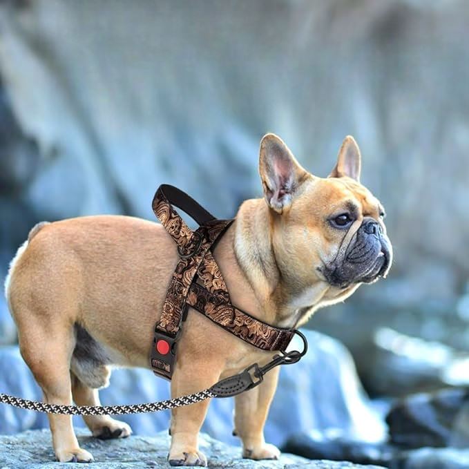 Harnais pour Chien - DogSafeHarness™ - Noir Doré - Elégance Toutou