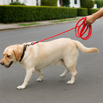 longe chien robuste route
