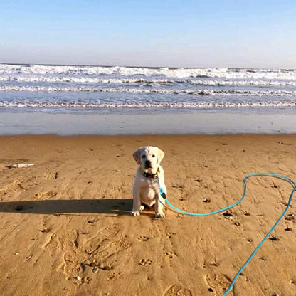 longe pour chien liberte plage