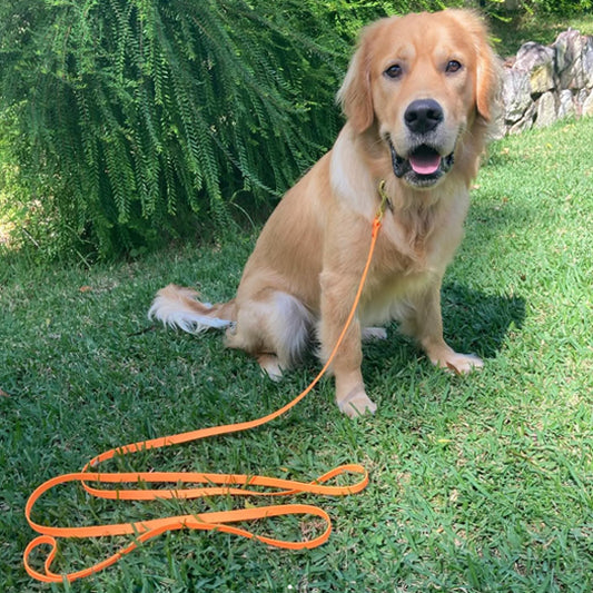 longe pour chien robuste pelouse