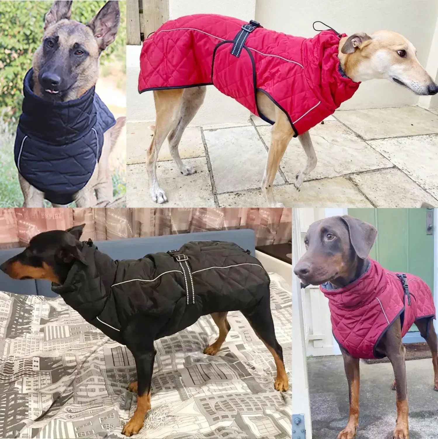 manteau pour chien model couleur bleu rouge noir