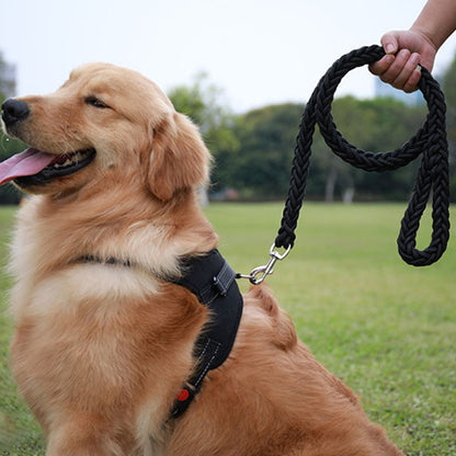 une laisse de chien ergocomfort chien content