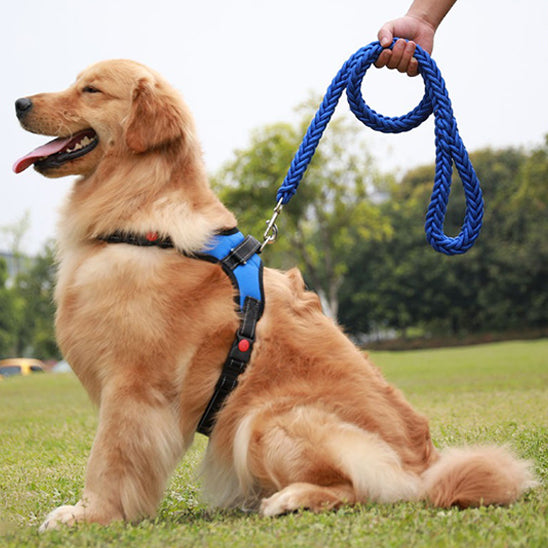 une laisse de chien ergocomfort chien pret