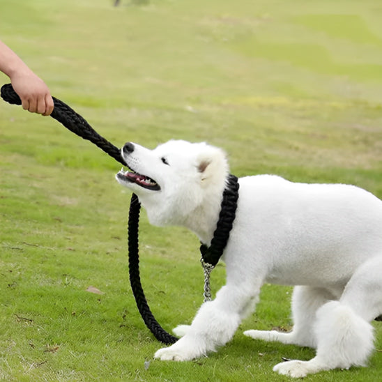 une laisse de chien ergocomfort entrenement