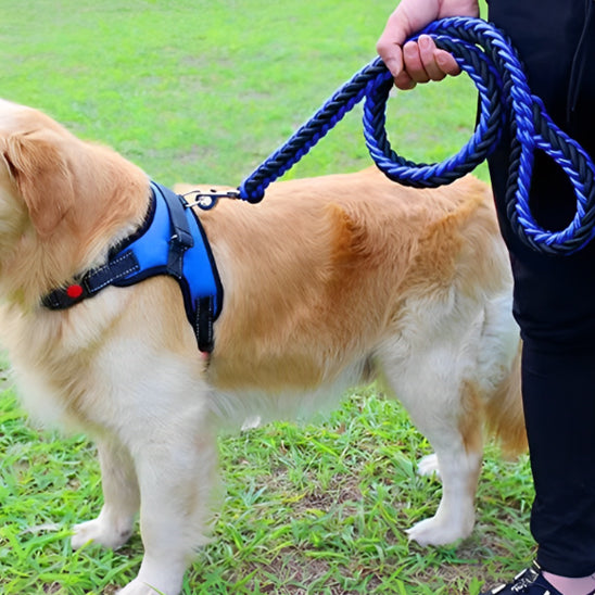 une laisse de chien ergocomfort